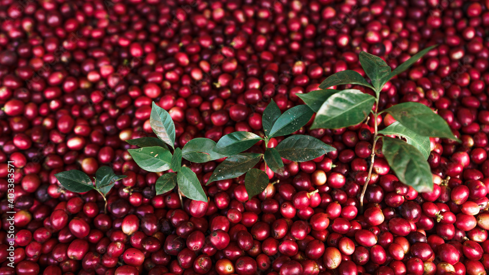 red coffee In the sack and on the hand red coffee In the sack and on the hand