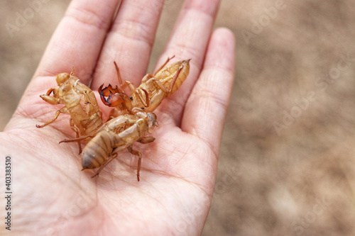 cicada bug newborn with natural background 
