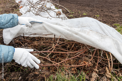 Gardener's hands removing spunbond cover from vines in the early spring garden