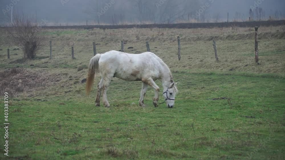A white horse grazes on a pasture. Beautiful mare horse plays on grass A white horse grazes on a pasture. Beautiful mare horse plays on grass