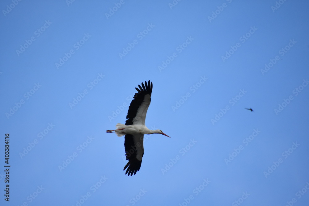 Obraz premium Storch im Flug