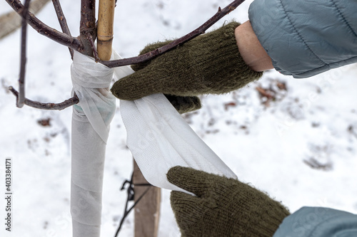 Gardener's hands wrapping a young ornamental apple tree trunk with a spunbond bandage to protect it from frost and sunscald in the autumn garden photo