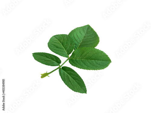 rose leaves on a white background