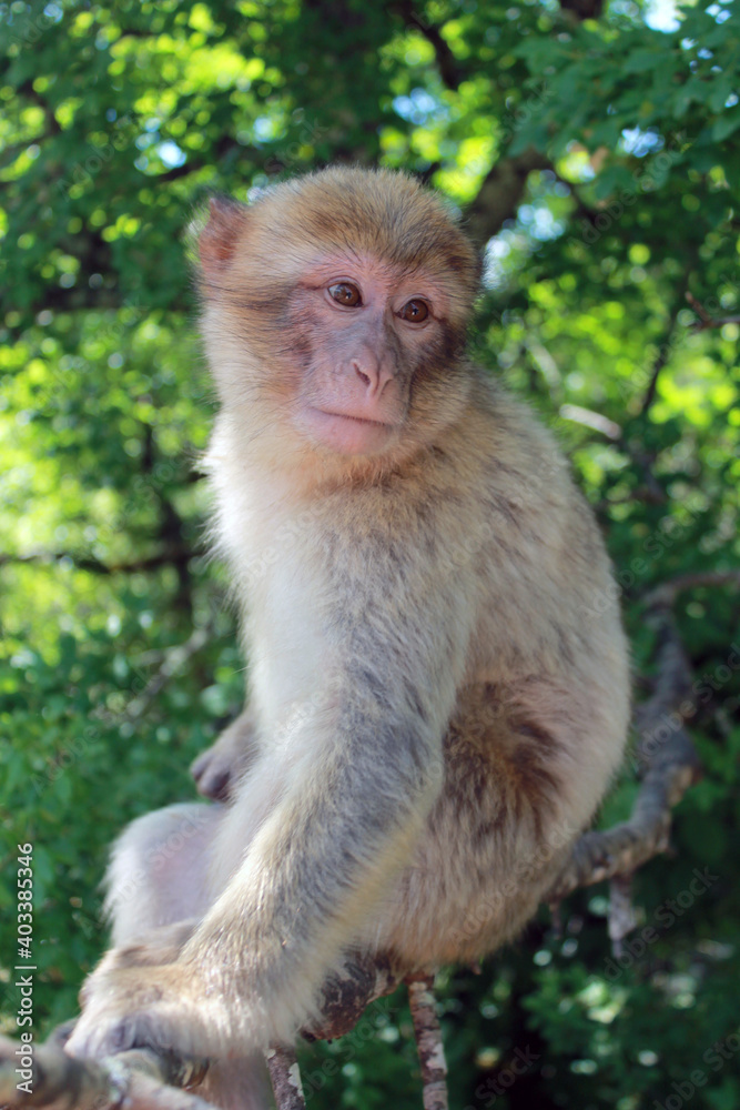 japanese macaque on a tree japanese macaque on a tree
