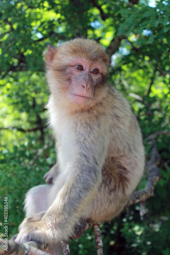 japanese macaque on a tree