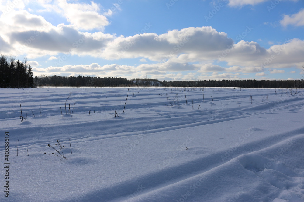 snowy field, a blue sky Sunny day, the pine forest