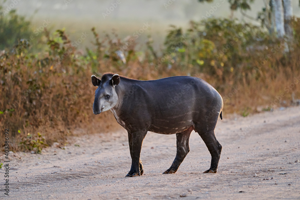 South American tapir, Tapirus terrestris, also called Brazilian, Amazonian, maned, or lowland tapir, on the Transpantaneira to Porto Jofre in the wetlands of the Pantanal swamp, Brazil, South America