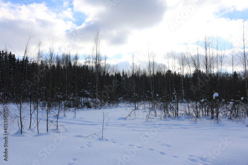 snowy field, a blue sky Sunny day, the pine forest
