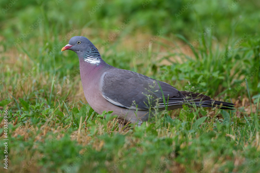 Obraz premium Ringeltaube (Columba palumbus)