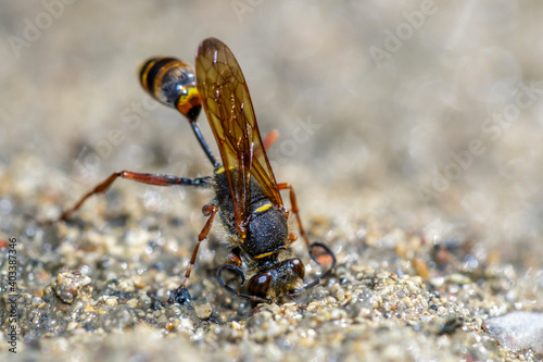 Orientalische Mauerwespe (Sceliphron curvatum) photo