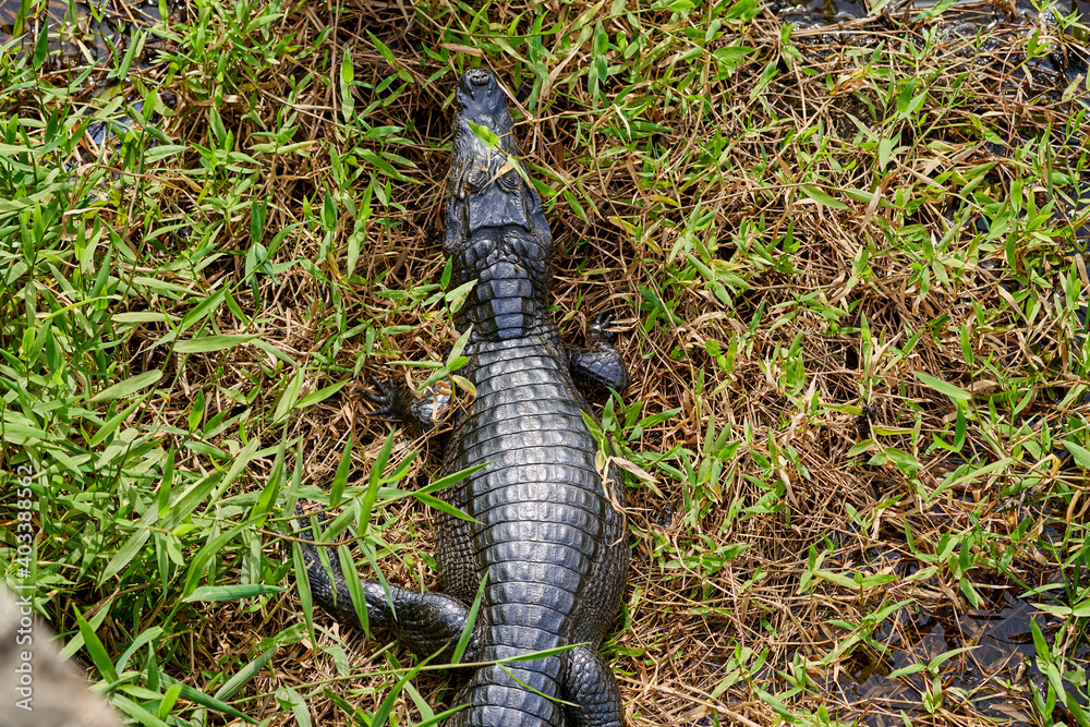 caiman lying in the swamp of the Pantanal wetlands along the Transpantaneira close to Porto Jofre at Cuiaba River. Caiman is a genus of caimans within the alligatorid subfamily looks like crocodile caiman lying in the swamp of the Pantanal wetlands along the Transpantaneira close to Porto Jofre at Cuiaba River. Caiman is a genus of caimans within the alligatorid subfamily looks like crocodile