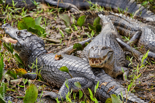 caiman lying in the swamp of the Pantanal wetlands along the Transpantaneira close to Porto Jofre at  Cuiaba River. Caiman is a genus of caimans within the alligatorid subfamily looks like crocodile