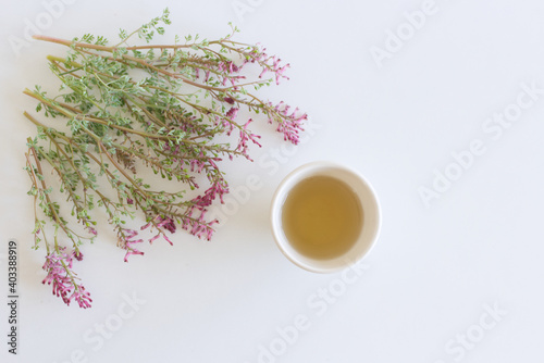Fumaria officinalis tea and leaves. Fumaria officinalis, the common fumitory, drug fumitory or earth smoke. Healing for skin problems, blood purification. Medicinal herb.