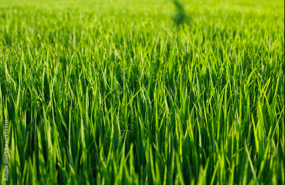 Green rice fields under the morning sunshine