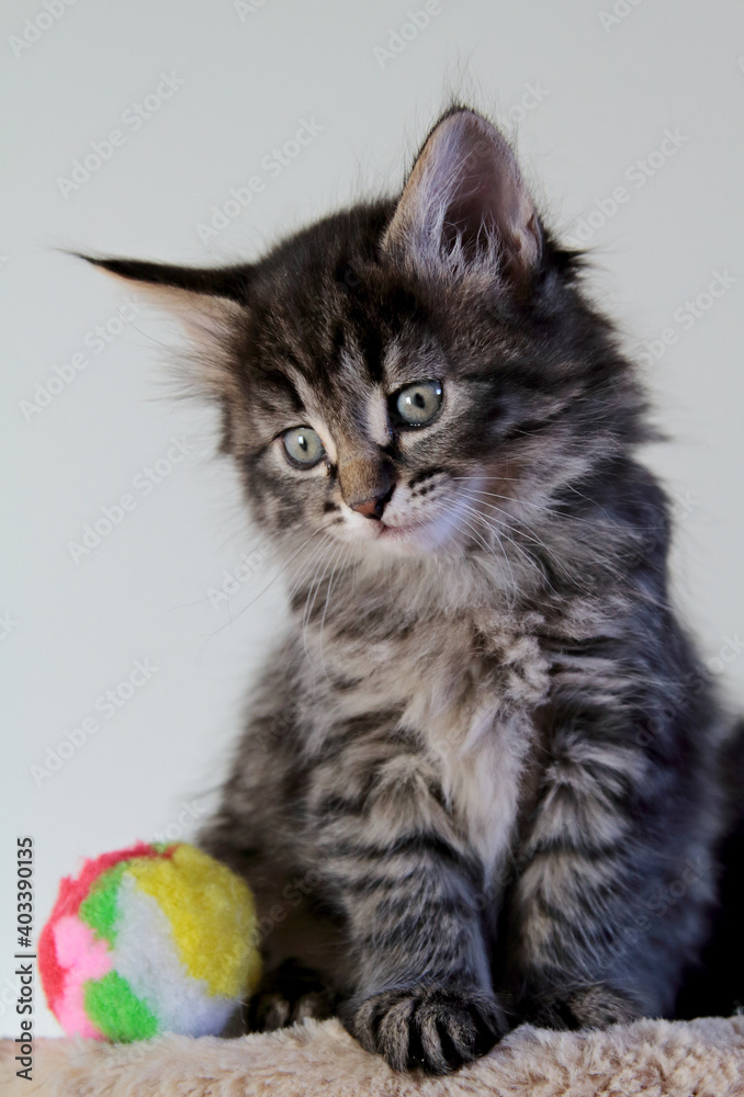 Two months old norwegian forest cat kitten and ball