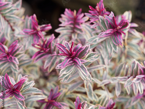 Martin's spurge (Euphorbia x martinii) ornamental subshrub with variegated foliage with pink to red leaves at top of erect stems photo