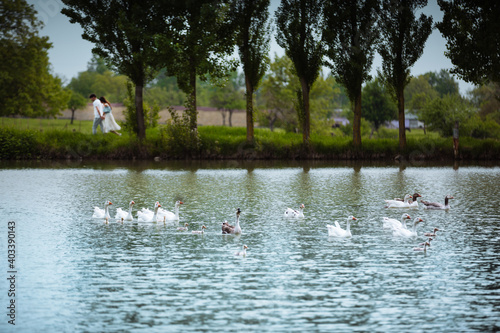 swans on the lake. swans on the river. © alim