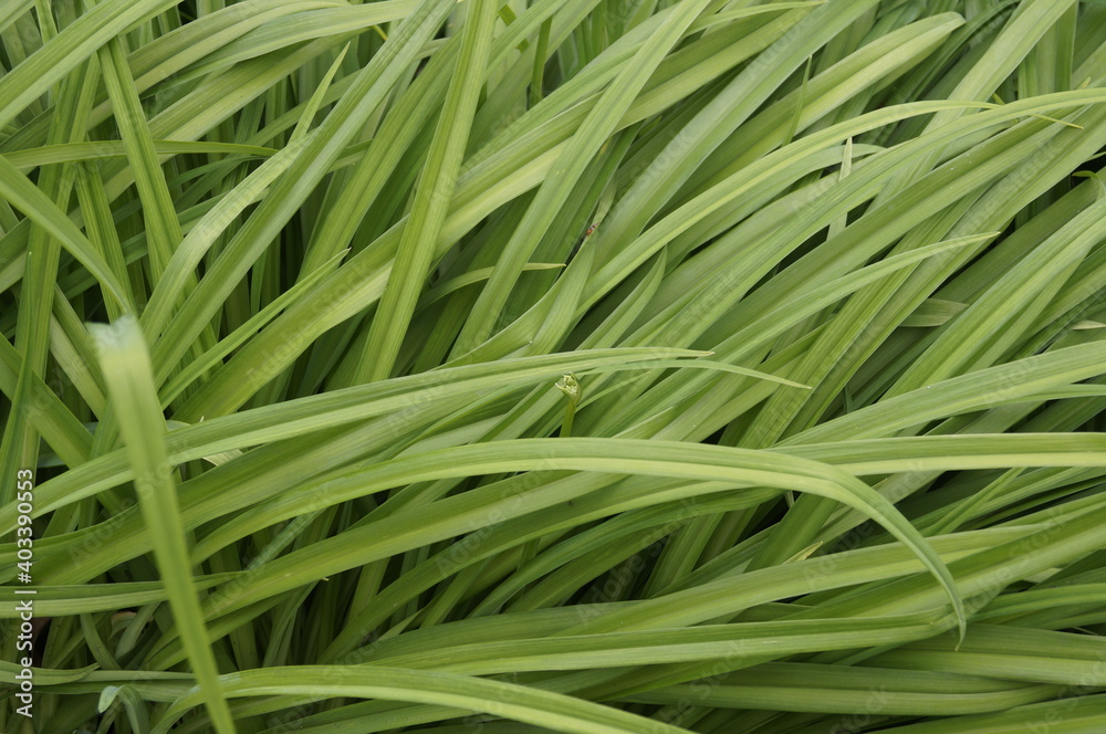Green sedge grass in the daylight. Green sedge grass in the daylight.