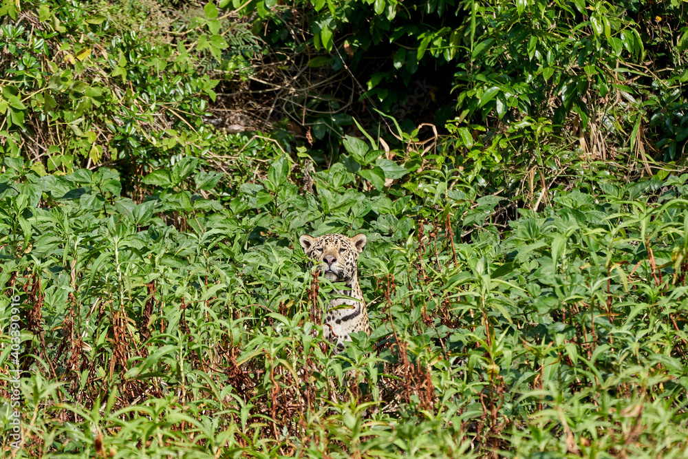 Jaguar, Panthera onca, is a large felid species and the only extant member of the genus Panthera native to the Americas, Jaguar stalking through vegetation on Cuiaba river in the Pantanal, Brazil Jaguar, Panthera onca, is a large felid species and the only extant member of the genus Panthera native to the Americas, Jaguar stalking through vegetation on Cuiaba river in the Pantanal, Brazil