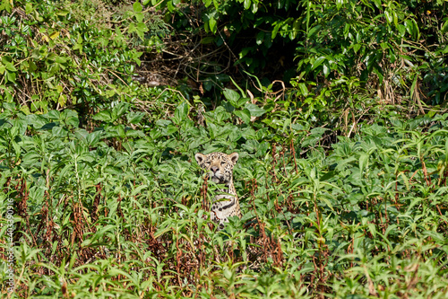 Jaguar, Panthera onca, is a large felid species and the only extant member of the genus Panthera native to the Americas, Jaguar stalking through vegetation on Cuiaba river in the Pantanal, Brazil © Jens