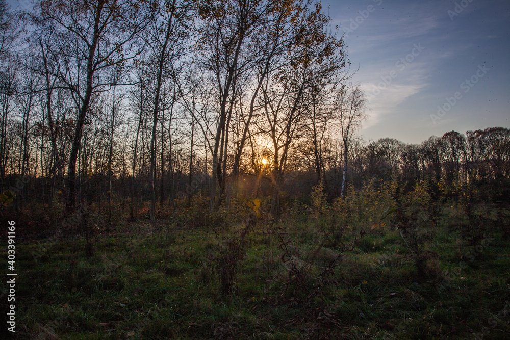 sunset in the forest