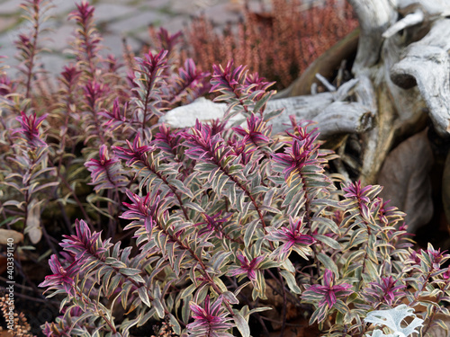 Martin's spurge (Euphorbia x martinii) ornamental subshrub with variegated foliage with pink to red leaves at top of erect stems photo