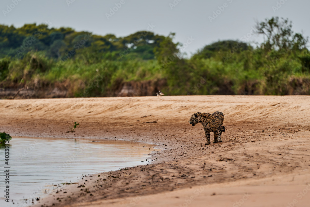 Fototapeta premium Jaguar, Panthera onca, is a large felid species and the only extant member of the genus Panthera native to the Americas, Jaguar stalking along a sand bank on Cuiaba river in the Pantanal, Brazil