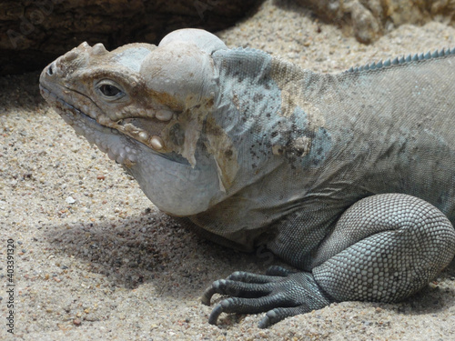 The lizard resting on the sand.