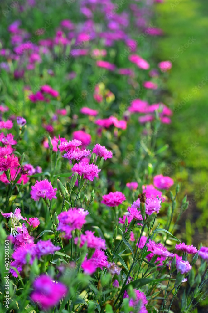 Colorful flowers in nature.flowers in the garden.Flower Blooming in the Suan Luang Rama IX Park. Colorful flowers in nature.flowers in the garden.Flower Blooming in the Suan Luang Rama IX Park.