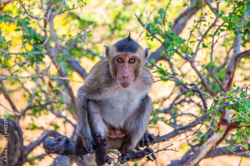Thai Monkey in Thailand Southeast Asia © Willi