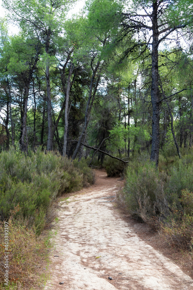Fototapeta premium Forest with lush greenery in Greece