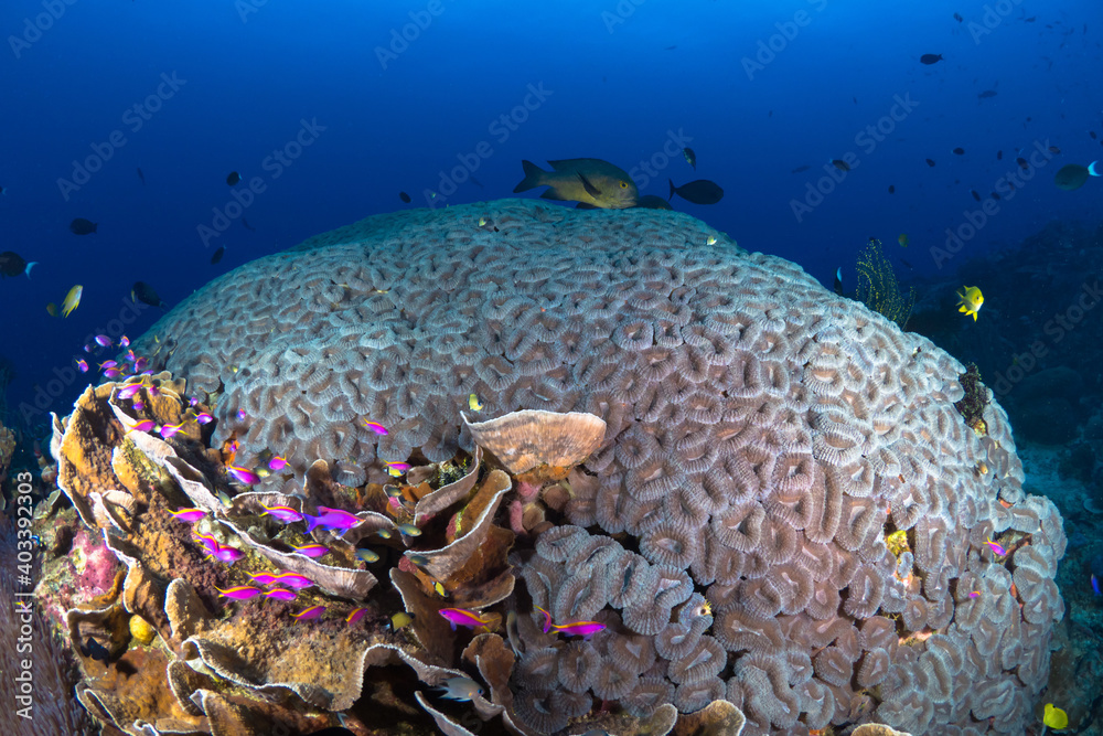 Fish swimming above shallow hard coral reef Fish swimming above shallow hard coral reef
