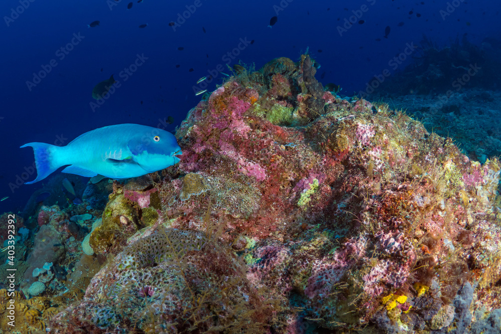 Fototapeta premium Fish swimming above coral reef in Papua New Guinea