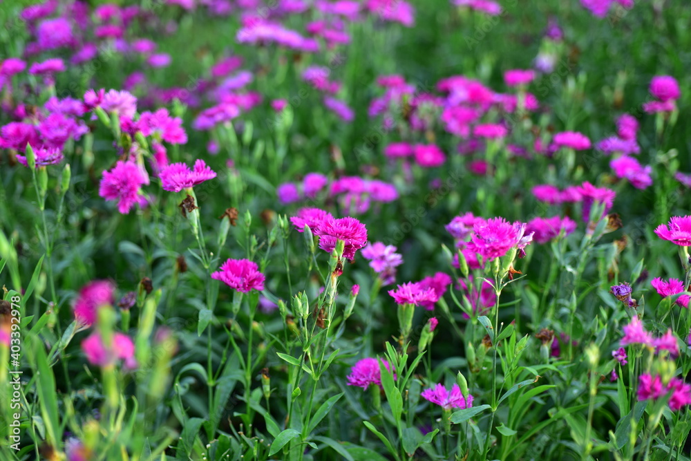 Colorful flowers in nature.flowers in the garden.Flower Blooming in the Suan Luang Rama IX Park. 