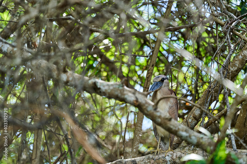 Exotic birds of the Pantanal. The boat billed heron, Cochlearius cochlearius, family of Cochlearidae, sitting on a branch of tropical tree in the wetlands of the pantanal swamp, Brazil, South America © Jens