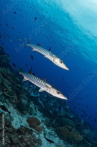 Chevron Barracuda swimming above pristine coral reef in Papua New Guinea photo