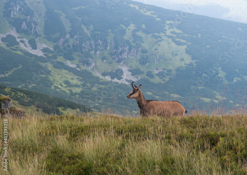 Tatra chamois, rupicapra rupicapra tatrica standing on a summer mountain meadow in Low Tatras National park in Slovakia. Wild mamal in natural habitat, nature photography,