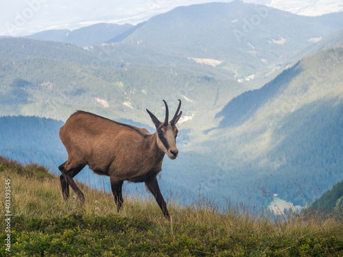 Close up Tatra chamois, rupicapra rupicapra tatrica standing on a summer mountain meadow in Low Tatras National park in Slovakia. Wild mamal in natural habitat, nature photography.