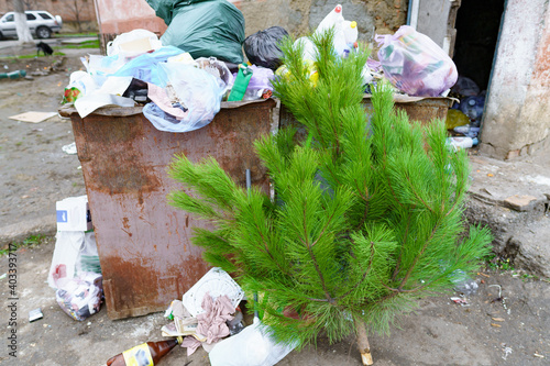 ecology concept, Christmas tree in a dumpster after the new year celebration