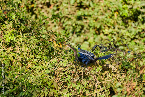 Exotic birds of the Pantanal. The anhinga, Anhinga anhinga, also snakebird, darter, American darter, or water turkey,  perched in the bushes along the Transpantaneira to Porto Jofre, Pantanal, Brazil photo