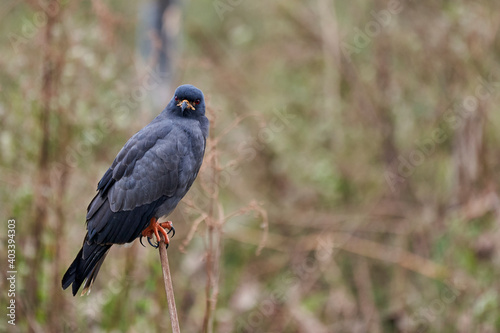 The snail kite, Rostrhamus sociabilis, is a bird of prey within the family Accipitridae with slender beak, red eyes and dark blue gray plumage. Along the Transpantaneira to Porto Jofre, Brazil