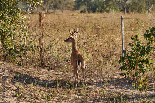 The marsh deer, Blastocerus dichotomus, also swamp deer, largest deer species from South America can mostly be found in the swampy region of the pantanal, Brazil, South America photo