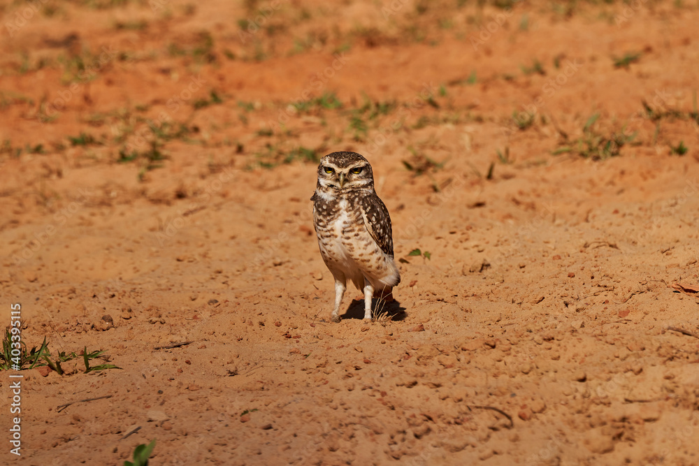 burrowing owl, Athene cunicularia, sitting at their den in the Pantanal, The small, long legged owl can be found in grasslands, rangelands, agricultural areas, deserts in North and South America burrowing owl, Athene cunicularia, sitting at their den in the Pantanal, The small, long legged owl can be found in grasslands, rangelands, agricultural areas, deserts in North and South America