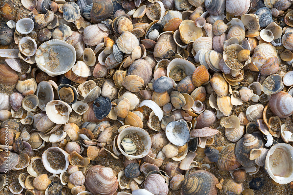 shell pattern on Andalusian beach