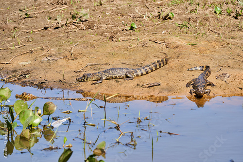 caiman lying in the swamp of the Pantanal wetlands along the Transpantaneira close to Porto Jofre at Cuiaba River. Caiman is a genus of caimans within the alligatorid subfamily looks like crocodile © Jens