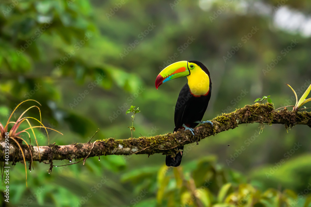 Naklejka premium Wildlife from Costa Rica, tropical bird. Toucan sitting on the branch in the forest, green vegetation. Nature travel holiday in central America. Keel-billed Toucan, Ramphastos sulfuratus.