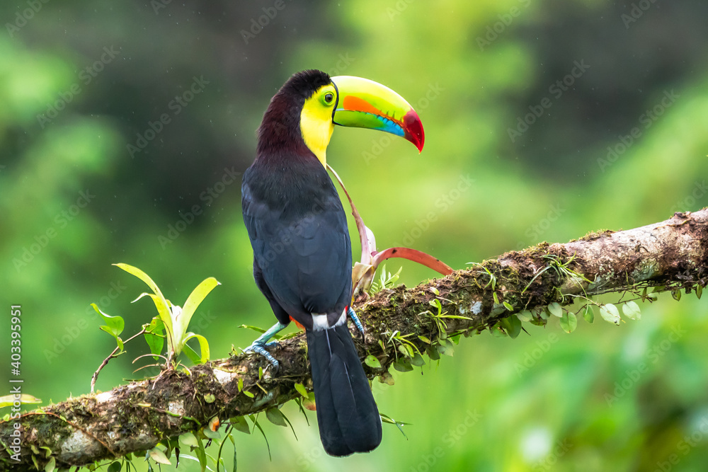 Obraz premium Wildlife from Costa Rica, tropical bird. Toucan sitting on the branch in the forest, green vegetation. Nature travel holiday in central America. Keel-billed Toucan, Ramphastos sulfuratus.