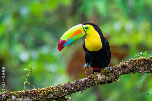 Wildlife from Costa Rica, tropical bird. Toucan sitting on the branch in the forest, green vegetation. Nature travel holiday in central America. Keel-billed Toucan, Ramphastos sulfuratus.