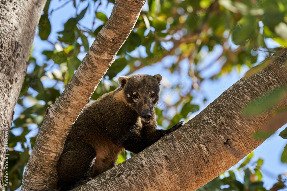 Obraz premium Coati, Nasus Nasus, climbing through the a tree in the southern Pantanal of Brazil, a Coati looks like a little bear or almost like a racoon