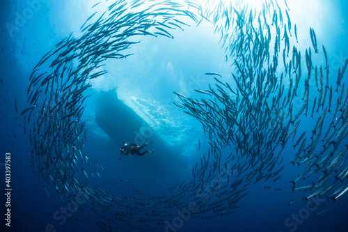 Barracuda schooling in tornado formation above coral reef and below liveaboard photo